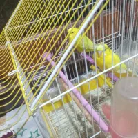 فروش پرنده مرغ عشق.