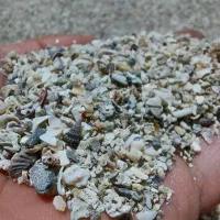 کبوتر،صدف خورد شده ،دانه