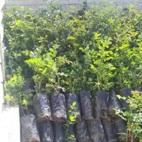 فروشنهالگلمحمدیکاشان.نژاداردهالی.