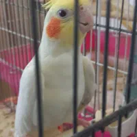 عروس هلندی