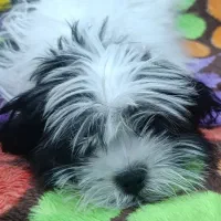 توله شیتزو|سگ|رشت, خرسندی|دیوار