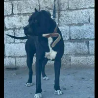 سگ پیتبول آمریکایی|سگ|جیرفت, |دیوار