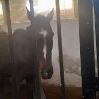 اسب|اسب و تجهیزات اسب‌سواری|قیدار, |دیوار