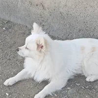 فروش فوری|سگ|رودان, |دیوار