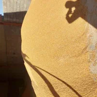 ذرت دامی|عمده‌فروشی|میاندوآب, |دیوار