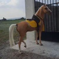 اسب اصیل کرره شاهرنگ|اسب و تجهیزات اسب‌سواری|سراب, |دیوار