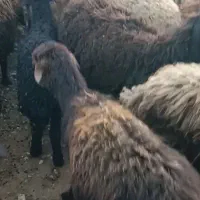 میش|حیوانات مزرعه|زنجان, |دیوار