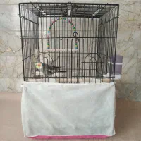 عروس هلندی نر