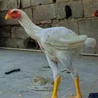 خروش لاری|حیوانات مزرعه|نگین شهر, |دیوار