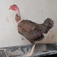 مرغ محلی اصل