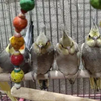 عروس هلندی