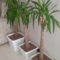 سه عدد گلدان توکا