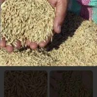 برنج محلی چمپا