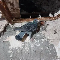 ۴تا صید|پرنده|بجنورد, |دیوار