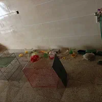 قفس|لوازم جانبی حیوانات|اردکان, |دیوار