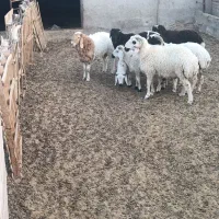 بره و کهره چپش|حیوانات مزرعه|کرمان, |دیوار