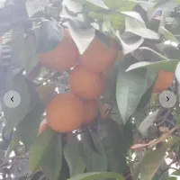 نارنج آبدار خانگی