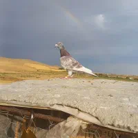 کبوتر نفتی نر پلاکی