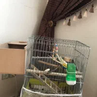 جفت عروس هلندی