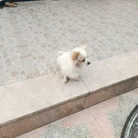 سگ پامر