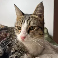 گربه|گربه|تهران, تهرانسر مرکزی|دیوار