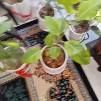 گل باگلدون