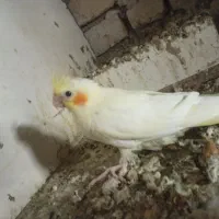 عروس هلندی