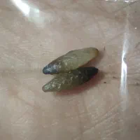 ارتعاش بالا شرطی