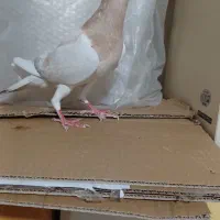 قره یهودی هفت رنگ نر خوشقواره پابلند به شرط