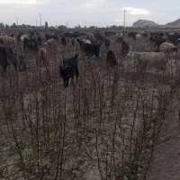 میشه بره دار