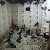 کبوتر فروشی|پرنده|بیرجند, |دیوار