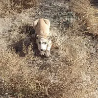 توله دوماه خراسانی