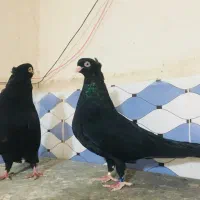 صرب|پرنده|شادگان, |دیوار