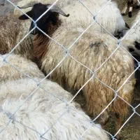 انواع توخلی نر چاق پرگوشت بزغاله چاق پرگوشت ماکو