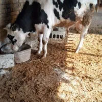 گاو گوساله سیمینتال نر