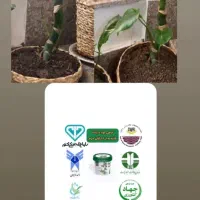 قرص کود|گل و گیاه طبیعی|رشت, پل تالشان|دیوار