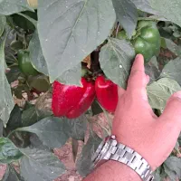 نشاء فلفل دلمه ای رقم ردوین و نروین|خدمات باغبانی و درختکاری|رودان, |دیوار