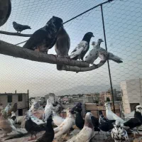 کفتر|پرنده|شهریار, شهرک امیریه|دیوار