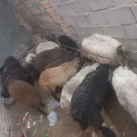 بره
