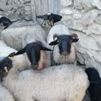 تعدادی گوسفند رومانف به فروش میرسد|حیوانات مزرعه|کلیبر, |دیوار