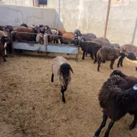 بره نر|حیوانات مزرعه|اسفرورین, |دیوار