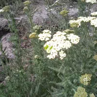 بومادران داروی گیاهی