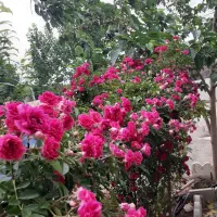 باغچه-سنددار