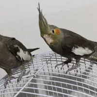 عروس هلندی