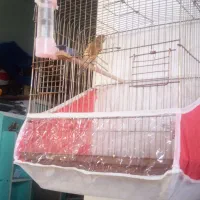 یک عدد قناری نر