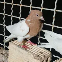 چند تانر شهرستان