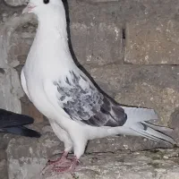 کبوتر ساعت بالا وریش