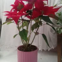 گل بنت قنسول یا کریسمس