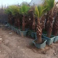 جابه جایی درخت محوطه و اجرای فضای سبز|خدمات باغبانی و درختکاری|ری, شهرک نظامی|دیوار