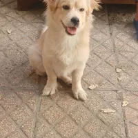 سگ پا کوتاه